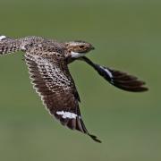 common nighthawk