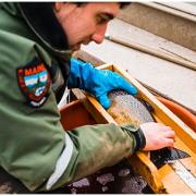 fisheries biologist measuring a salmon