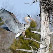 Great blue heron landing on tree branch with stick in its bill.