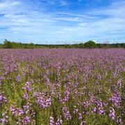 Purple blooming flowers as far as the eye can see across a grassland.
