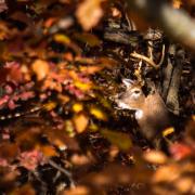 A white-tailed buck with antlers is seen through colorful autumn leaves.