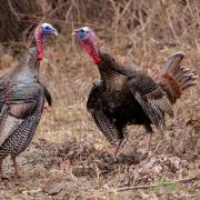 Two turkeys size each other up at the forest's edge in autumn.