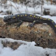 A salamander with yellow spots sitting on a snowy log