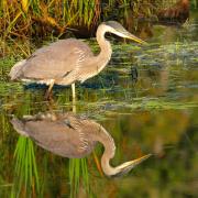 Juvenile great blue heron standing in shallow water and peering into the water.