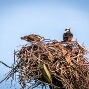 Two birds of prey in a large tangled nest of sticks on top of a telephone pole with a power line stretching out from under the nest.