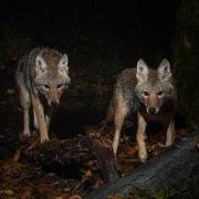 Two coyotes walking side by side through the woods at night.