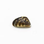 zebra mussel