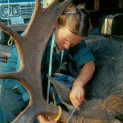 A biologist measuring moose antlers
