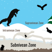 A diagram of the subnivean zone