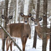 Three white-tailed deer among trees in a snowy forest.