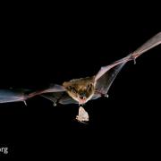 A bat with its mouth open in flight at night about to catch a moth.