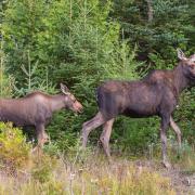 A calf following a cow moose.