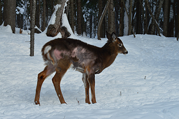 Whitetail Deer Hide With Hair-on