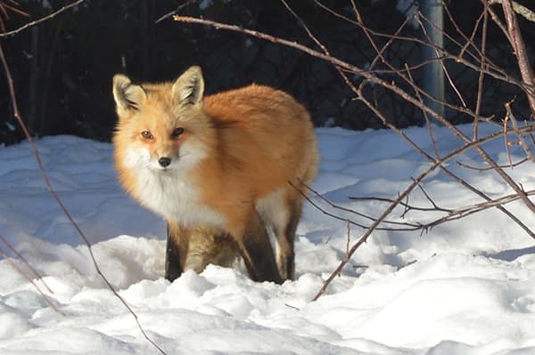 Red Fox in the snow