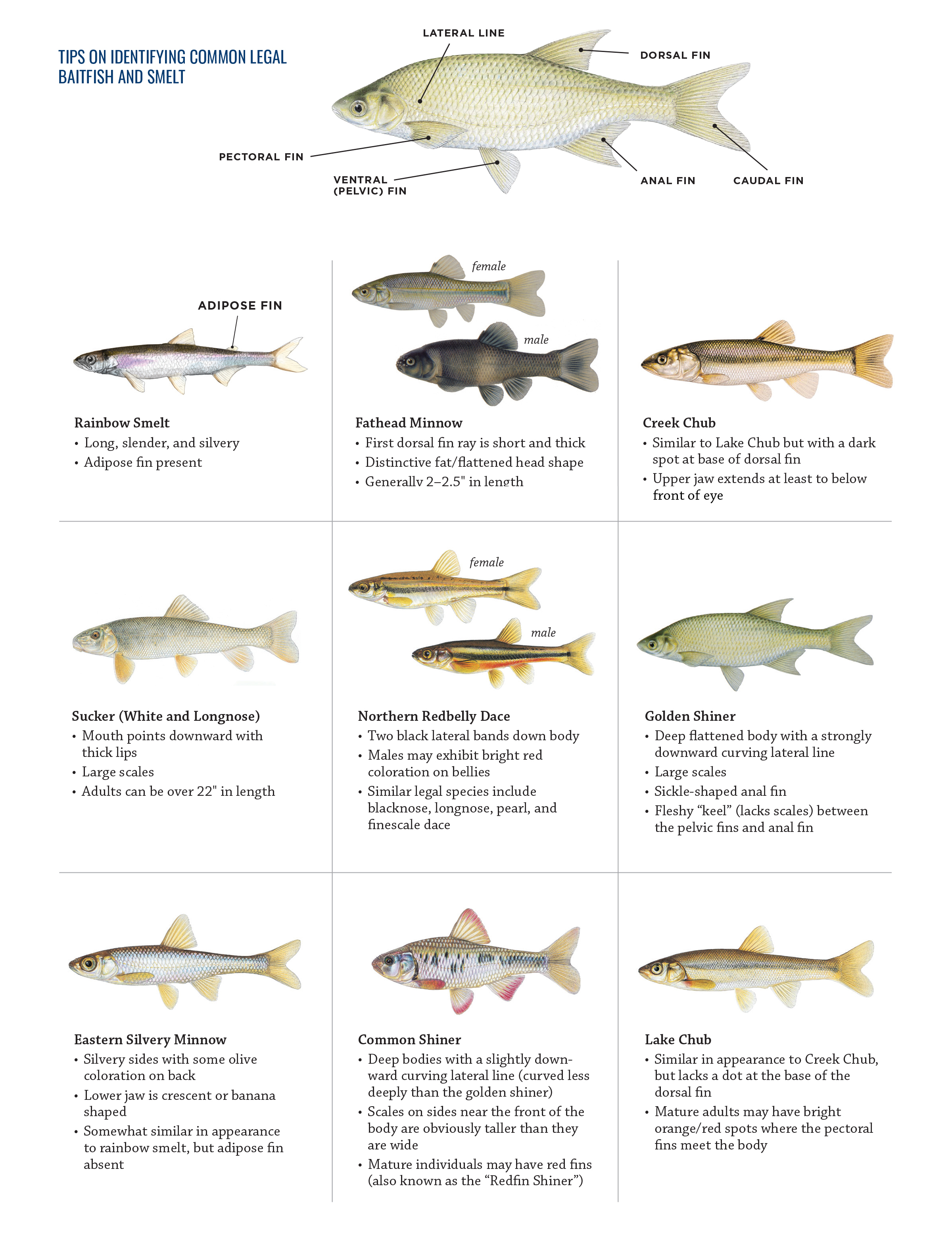 images of baitfish to identify legal and illegal baitfish