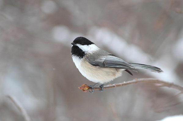 Photo of Chickadee