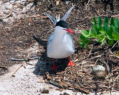Common Tern