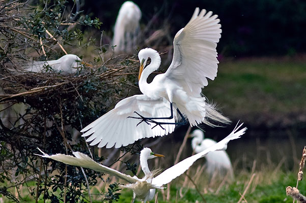 Photo of Great Egrets