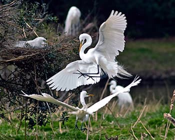 Great Egrets