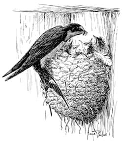 Barn Swallow