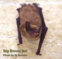 Big Brown Bat