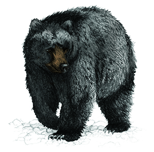 Know the Language of Black Bears