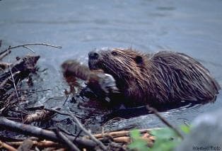 Do Beavers Kill Fish | Beaver Behavior 2023 1 Do Beavers Kill Fish