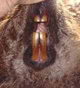 A Beaver's Incisors (front teeth) - Photo by: Russel Link