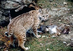 Bobcat - Photo de: Robert Potts