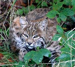Proie traquée par le lynx roux - Photo de: Peggy Faranda