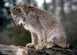 Les Lynx Ont Des Pieds Plus Grands Qui Aident À Faire Face À La Neige
