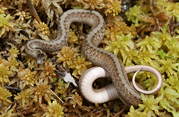 DeKay's Brownsnake: Reptiles & Amphibians: Species Information: Wildlife:  Fish & Wildlife: Maine Dept of Inland Fisheries and Wildlife