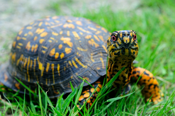 Spotted Turtle