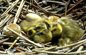 Nest