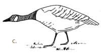 Common Displays