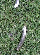 Droppings