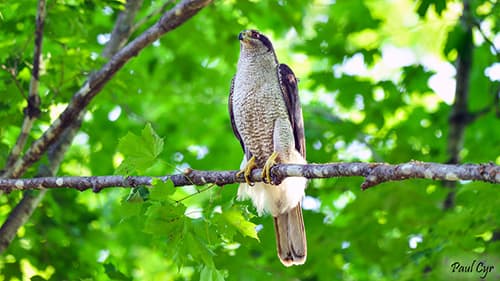 Goshawk