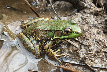 Green Frog: Reptiles & Amphibians: Species Information: Wildlife