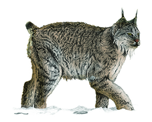 Le lynx du Canada - Le Trait d'Union