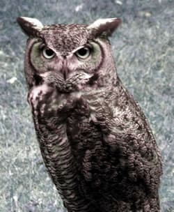 Great Horned Owl