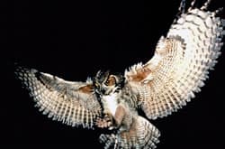 Great Horned Owl