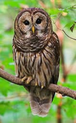 Barred Owl