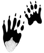 Raccoon Tracks