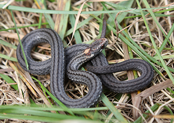 The Red-Bellied Snake