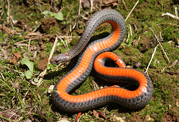 The Red-Bellied Snake