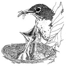 Adult Male Robins