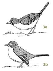 Adult Male Robins