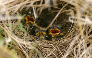 Savannah Sparrow nestlings