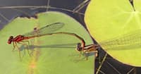 Scarlet Bluet Damselflies