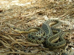 Snakes How To Avoid Or Resolve A Wildlife Conflict Living With Wildlife Wildlife Fish Wildlife Maine Dept Of Inland Fisheries And Wildlife